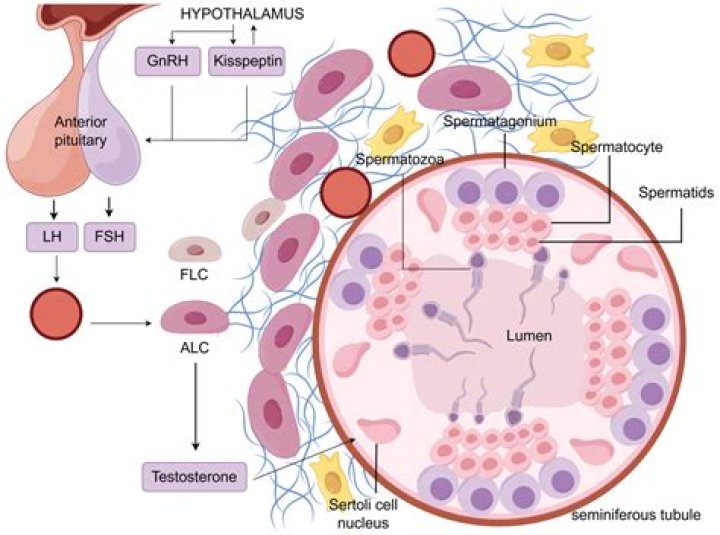 Which cells produce testosterone?